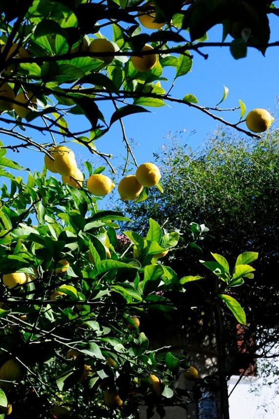 Il Giardino Bed & Breakfast Grottaglie Ngoại thất bức ảnh
